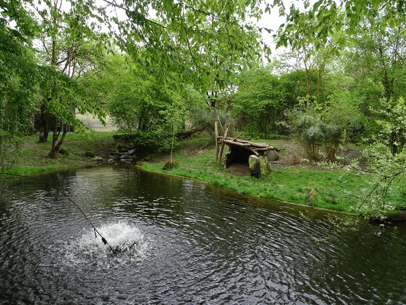 Tiger + Nocturnal House; tiger outoor enclosure