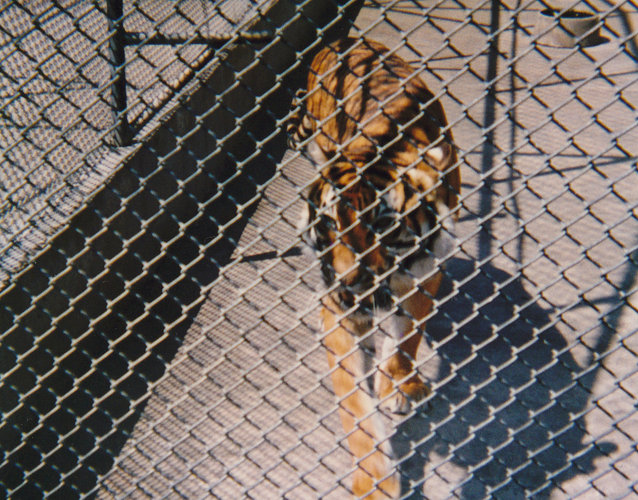 tiger, North Brighton Zoo, Christchurch