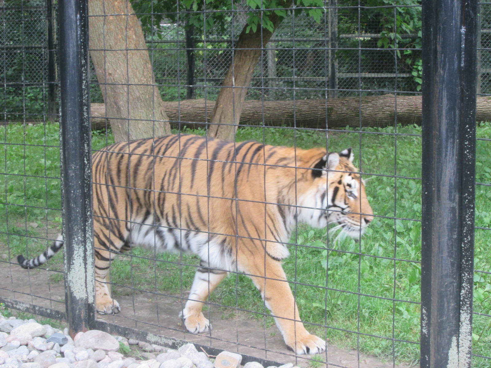 Tiger (Not sure of Subspecies)