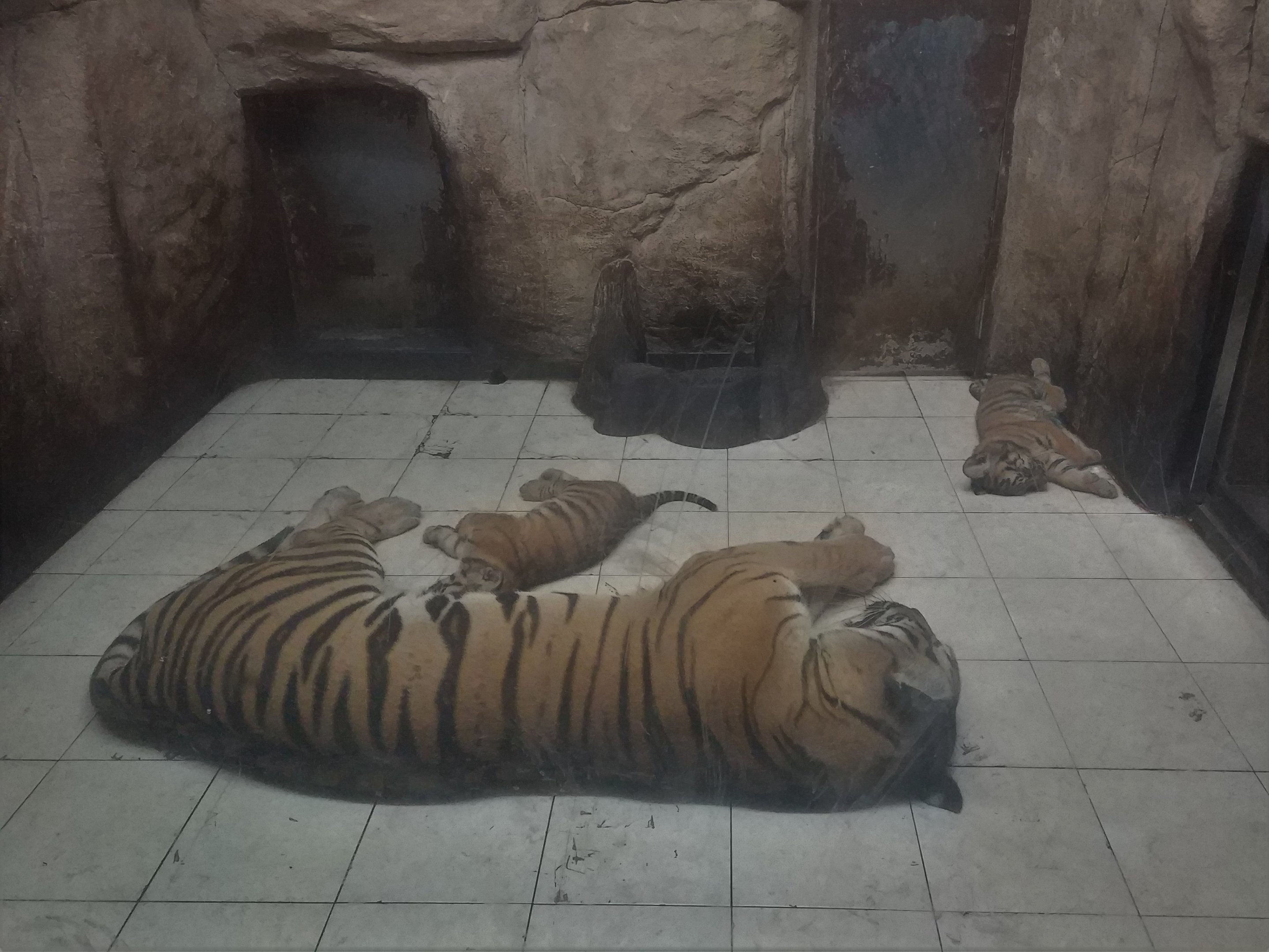 Tiger Nursery