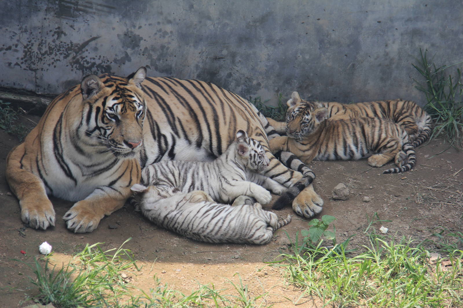 Tiger nursing