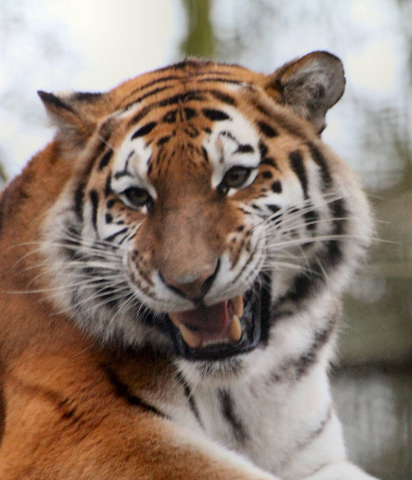 Tiger of Port Lympne