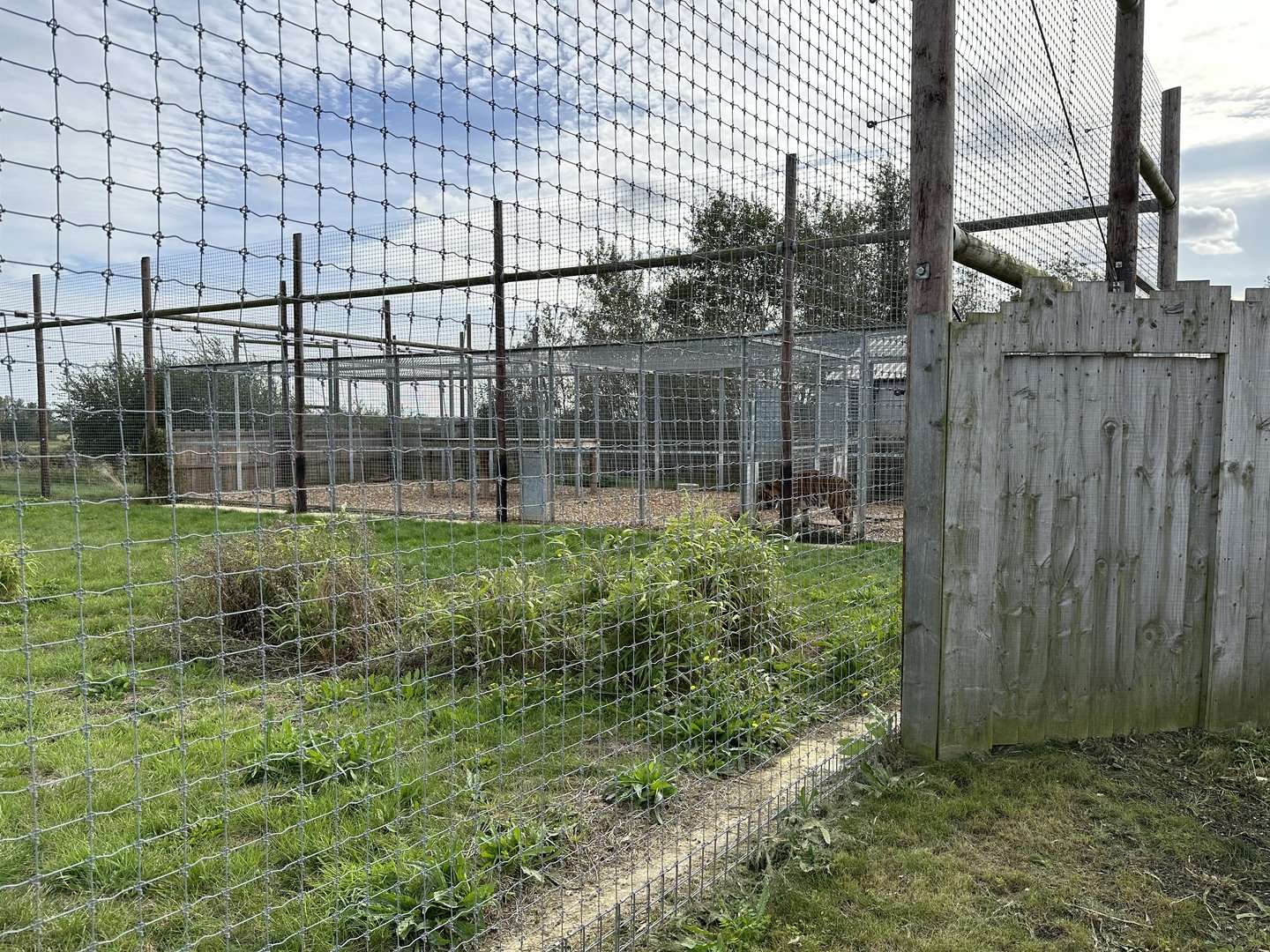 Tiger Off-Show Enclosures at Hamerton Zoo Park (October 2023)