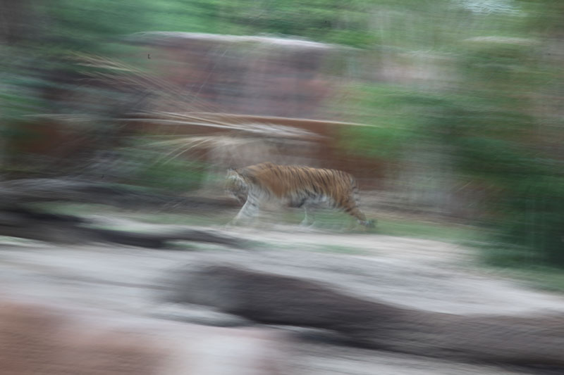 tiger on the move