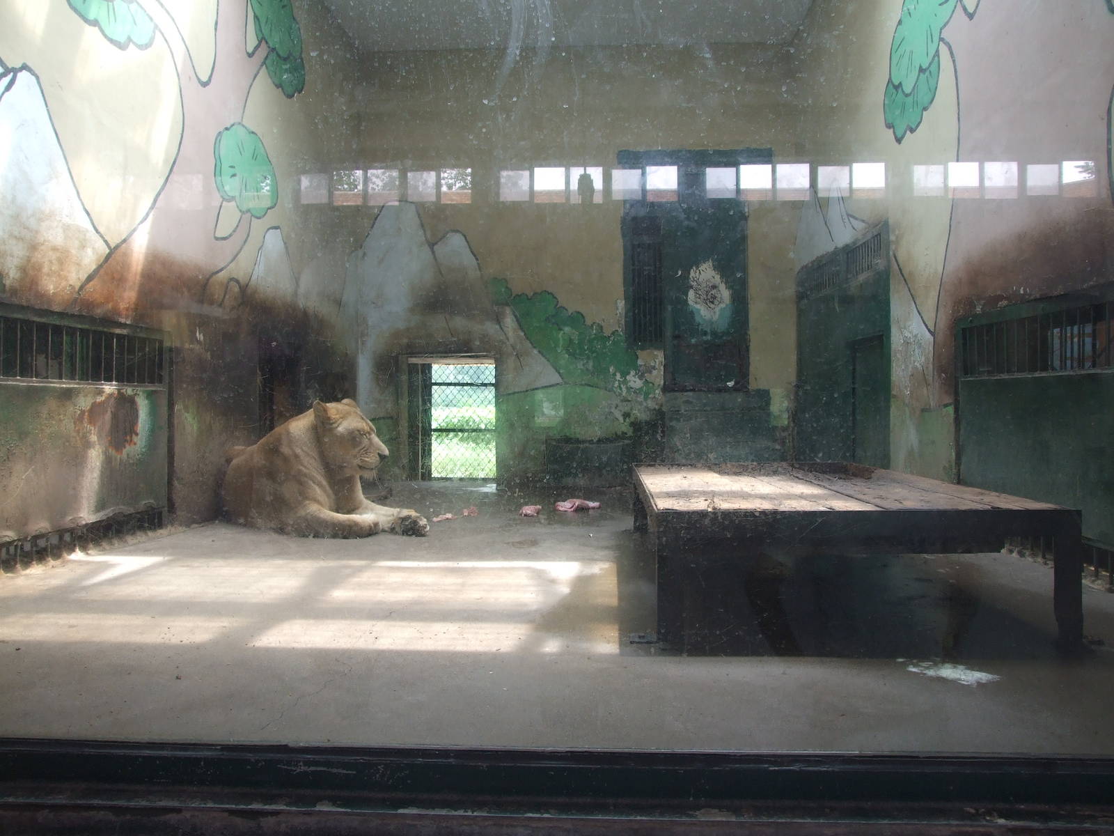 Tiger or lion enclosure