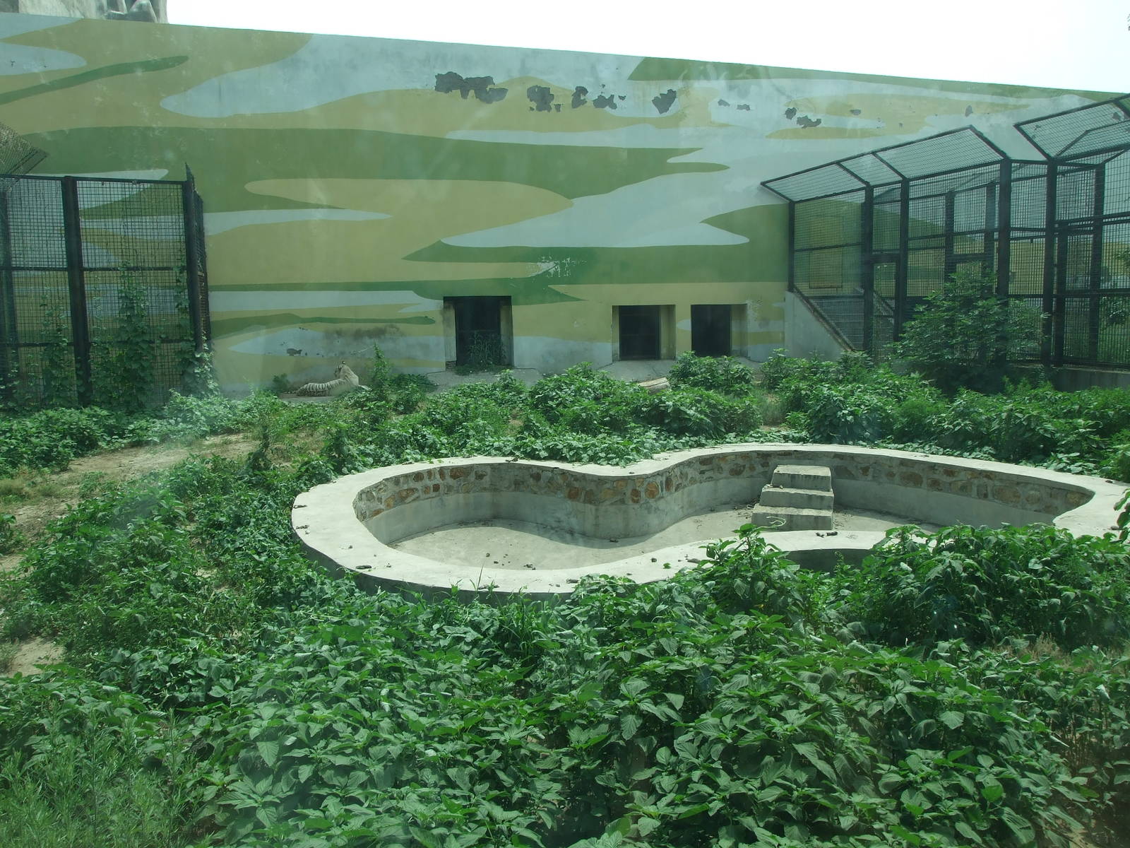 Tiger or lion exhibit
