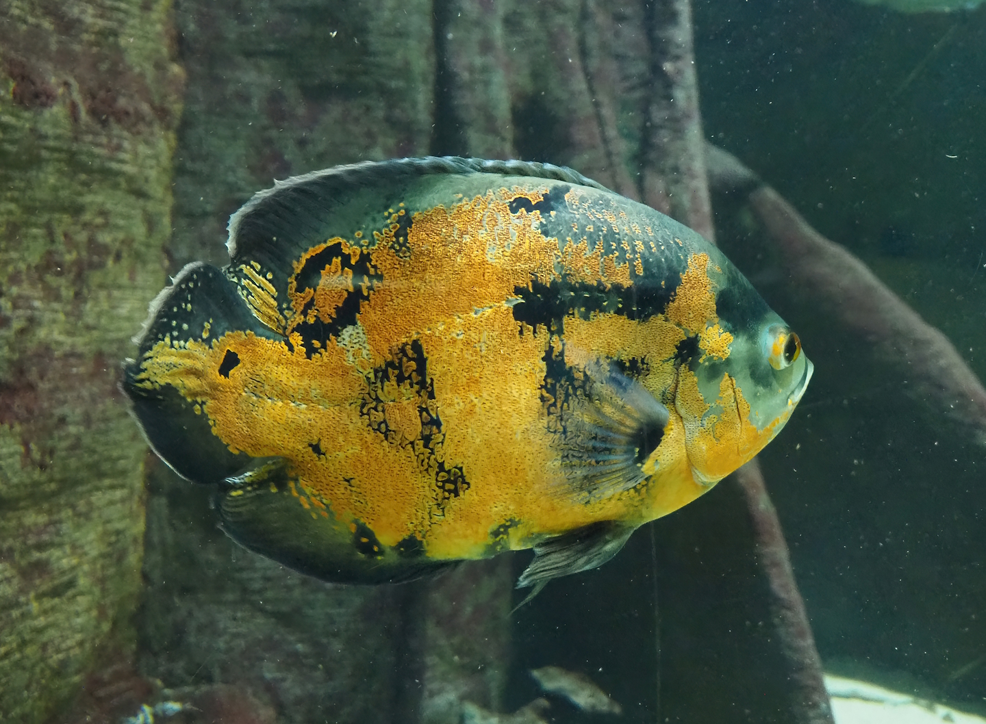 Tiger oscar (Astronotus ocellatus), 2023-07-02