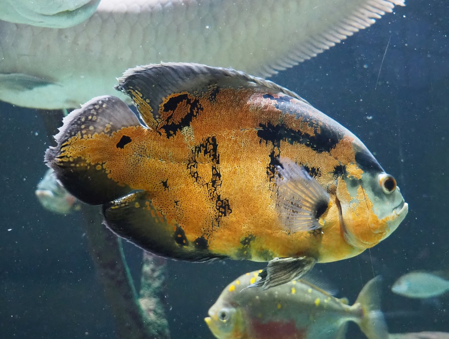 Tiger oscar (Astronotus ocellatus), 2023-07-22