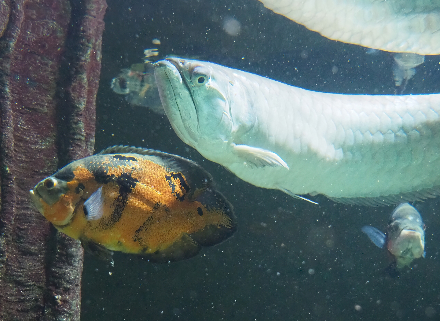 Tiger oscar (Astronotus ocellatus) and Silver arowana (Osteoglossum bicirrhosum), 2023-07-02