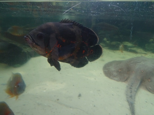 Tiger oscar (Astronotus ocellatus)