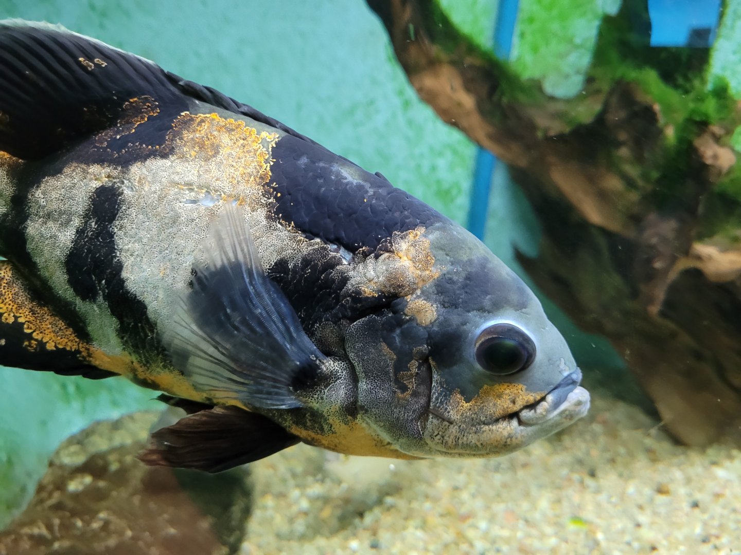 Tiger oscar -Zoo de Santillana del Mar (2023)