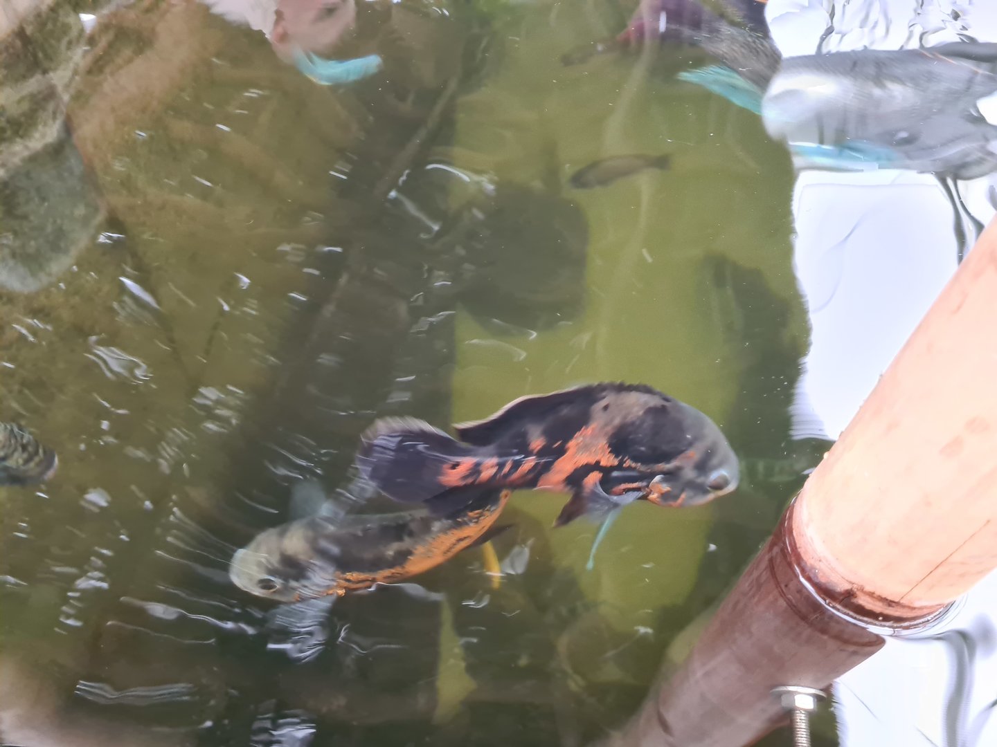 Tiger oscars in Pankong river