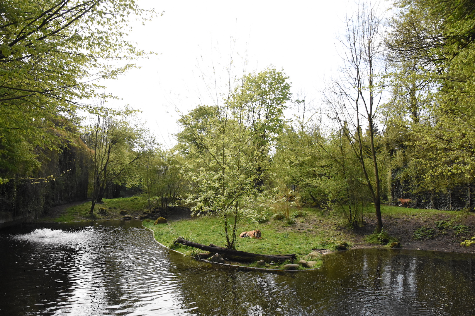 Tiger outdoor enclosure