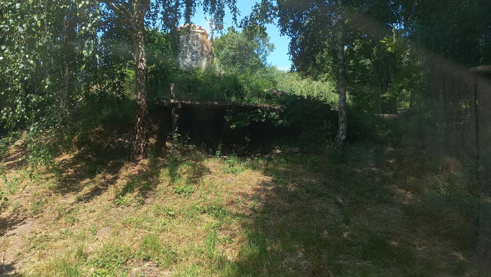 Tiger - outdoor exhibit