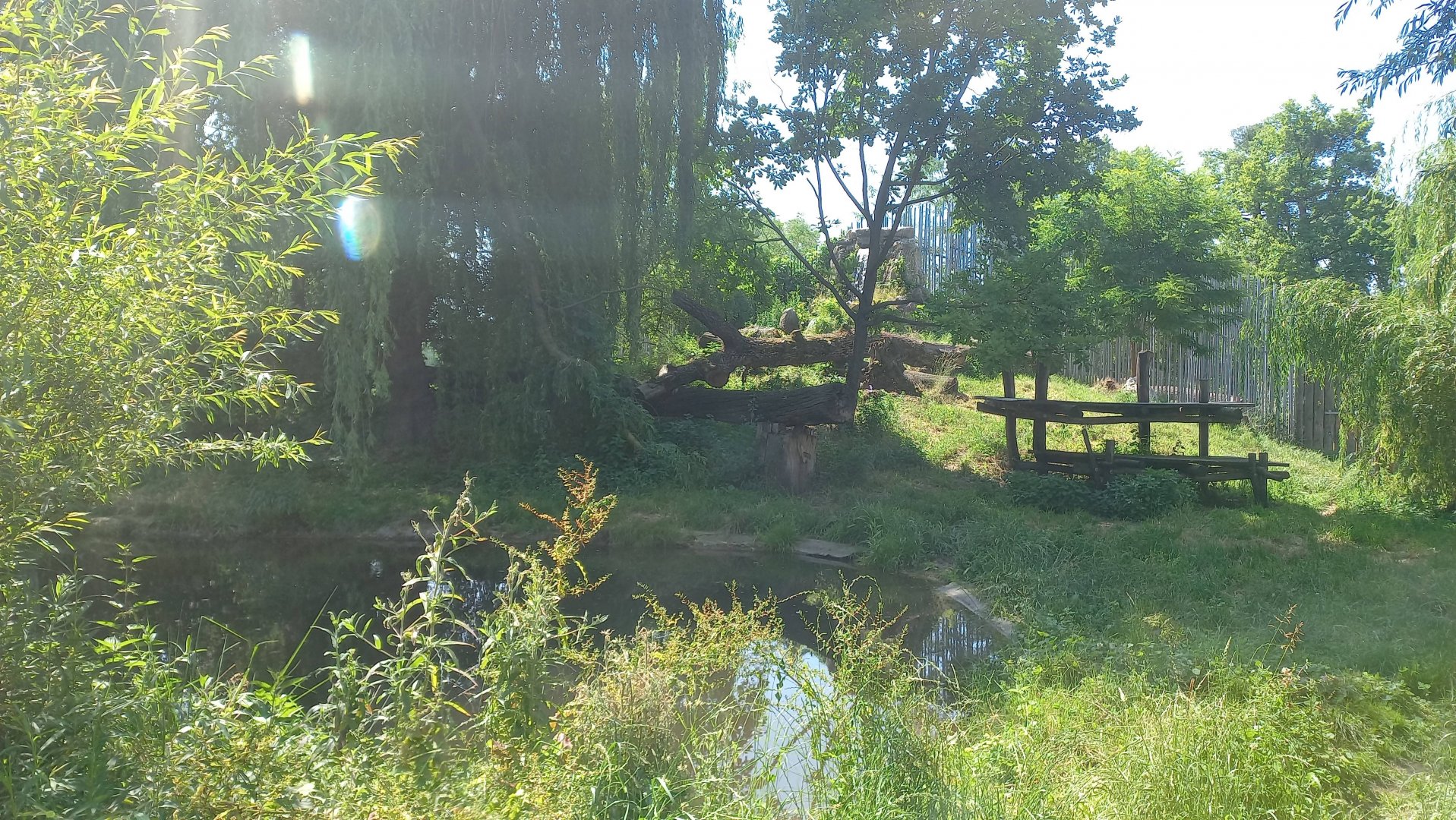 Tiger - outdoor exhibit