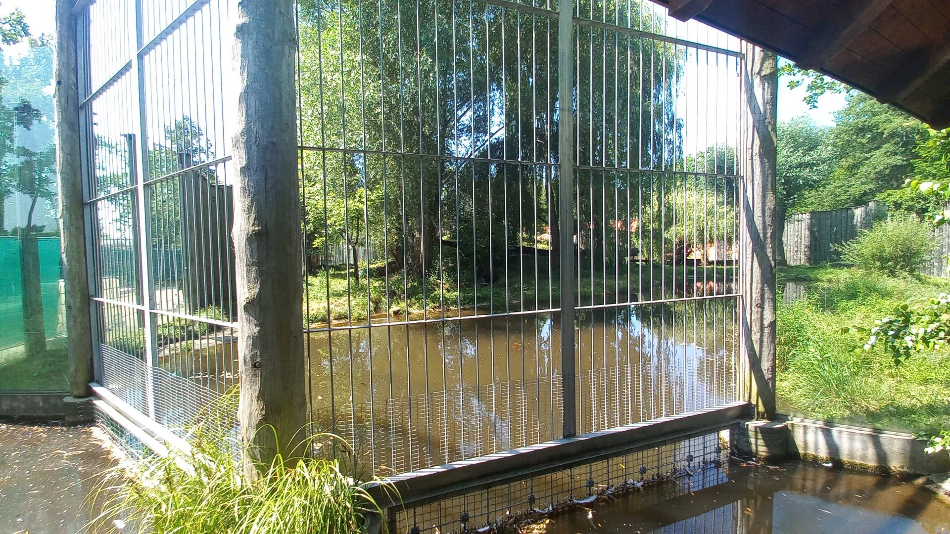 Tiger - outdoor exhibit