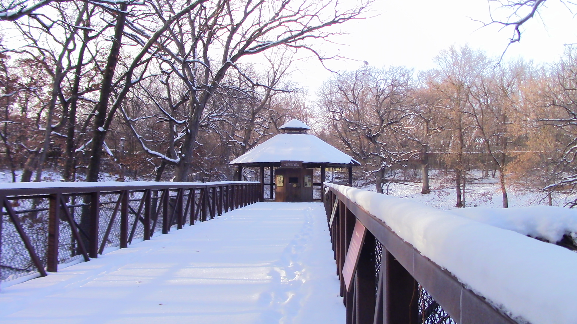 Tiger Outpost (closed) Minnesota zoo-Nov 13