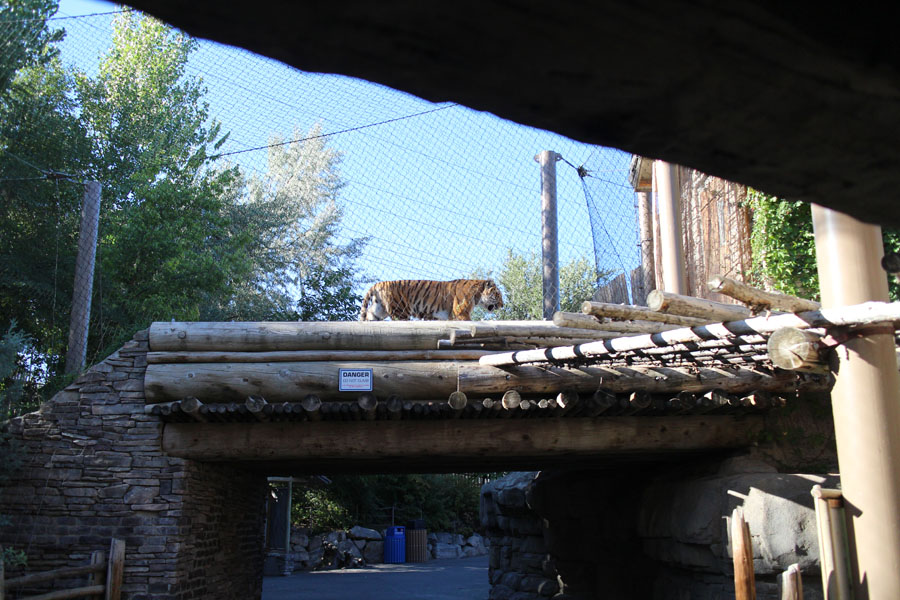tiger overpass