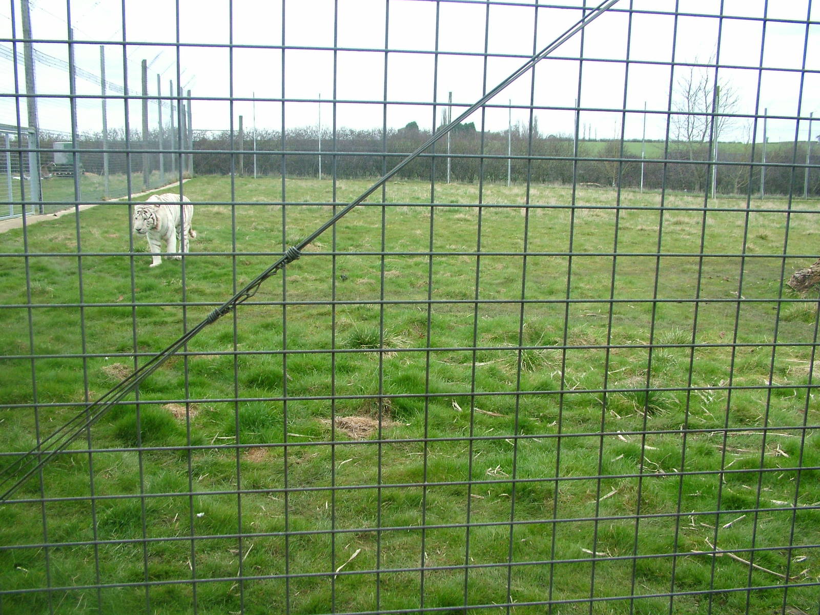 Tiger paddock at Hamerton 05/04/10