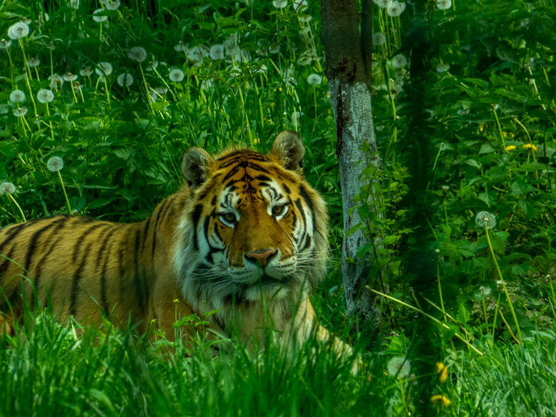 Tiger (Panther tigris)