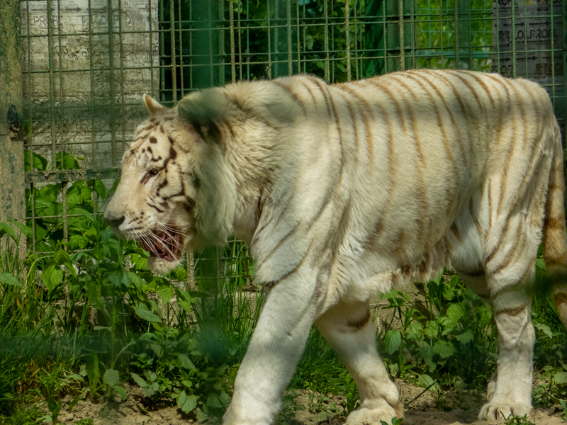 Tiger (Panther tigris)