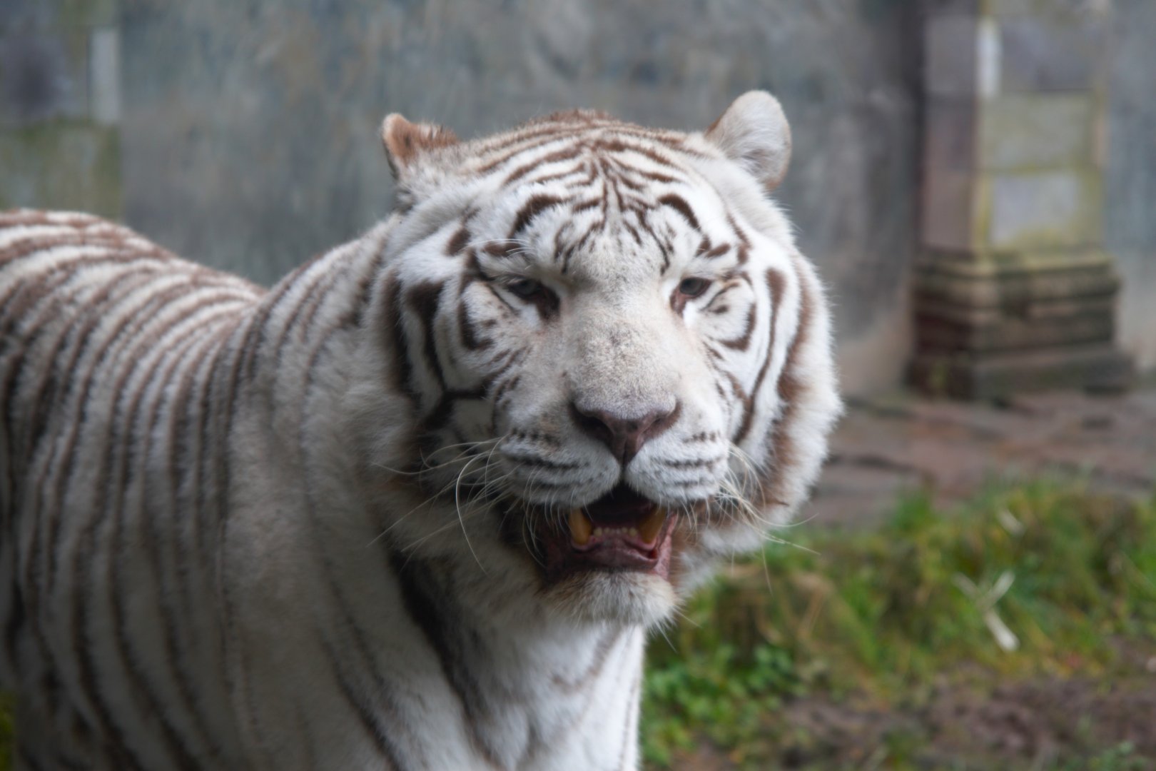 Tiger (Panthera Tigris), 2025-02-27
