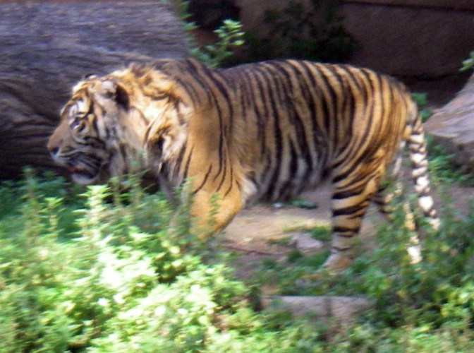 Tiger (Panthera tigris ssp. sumatrae)