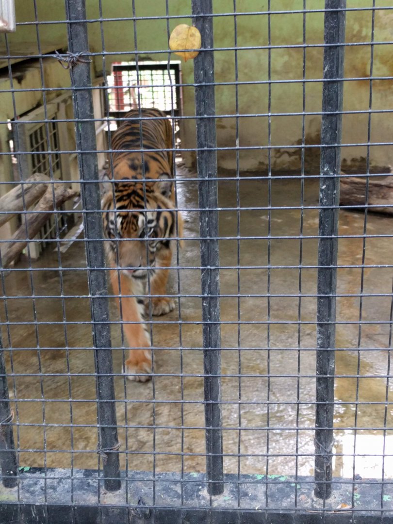 Tiger (Panthera tigris) - Taru Jurug Zoo