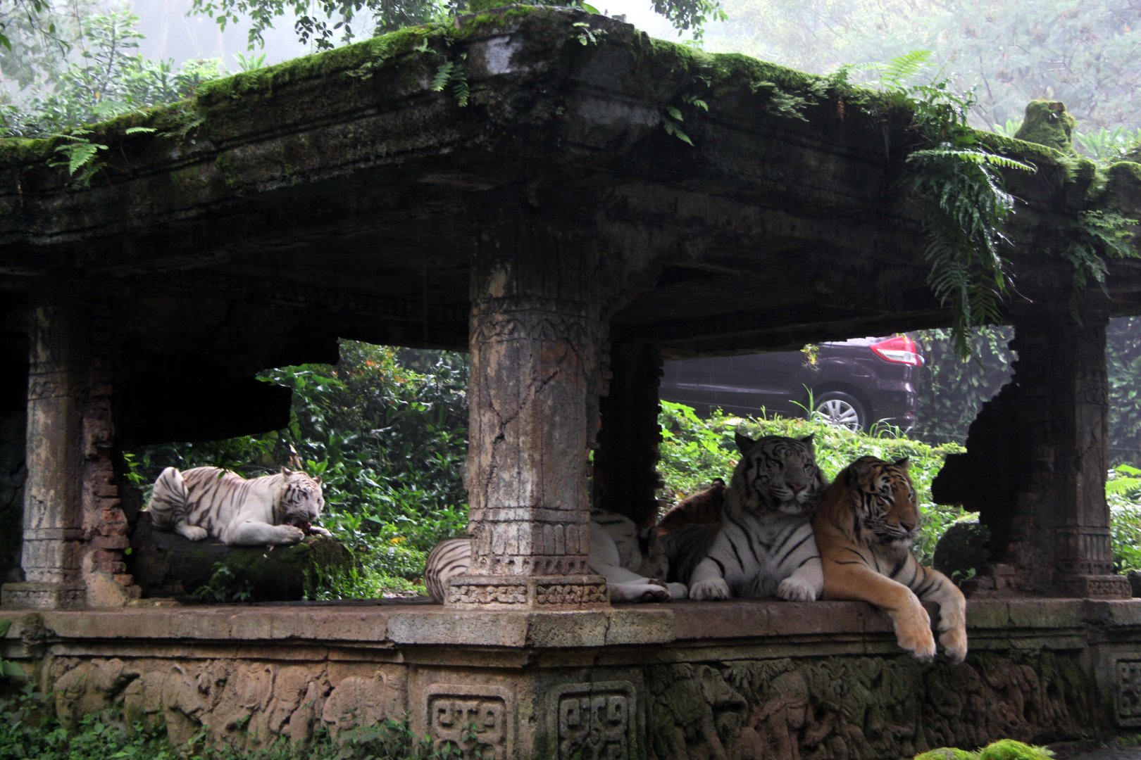 Tiger (Panthera tigris tigris)