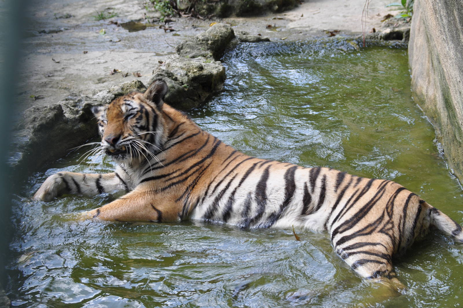 Tiger/ Panthera tigris