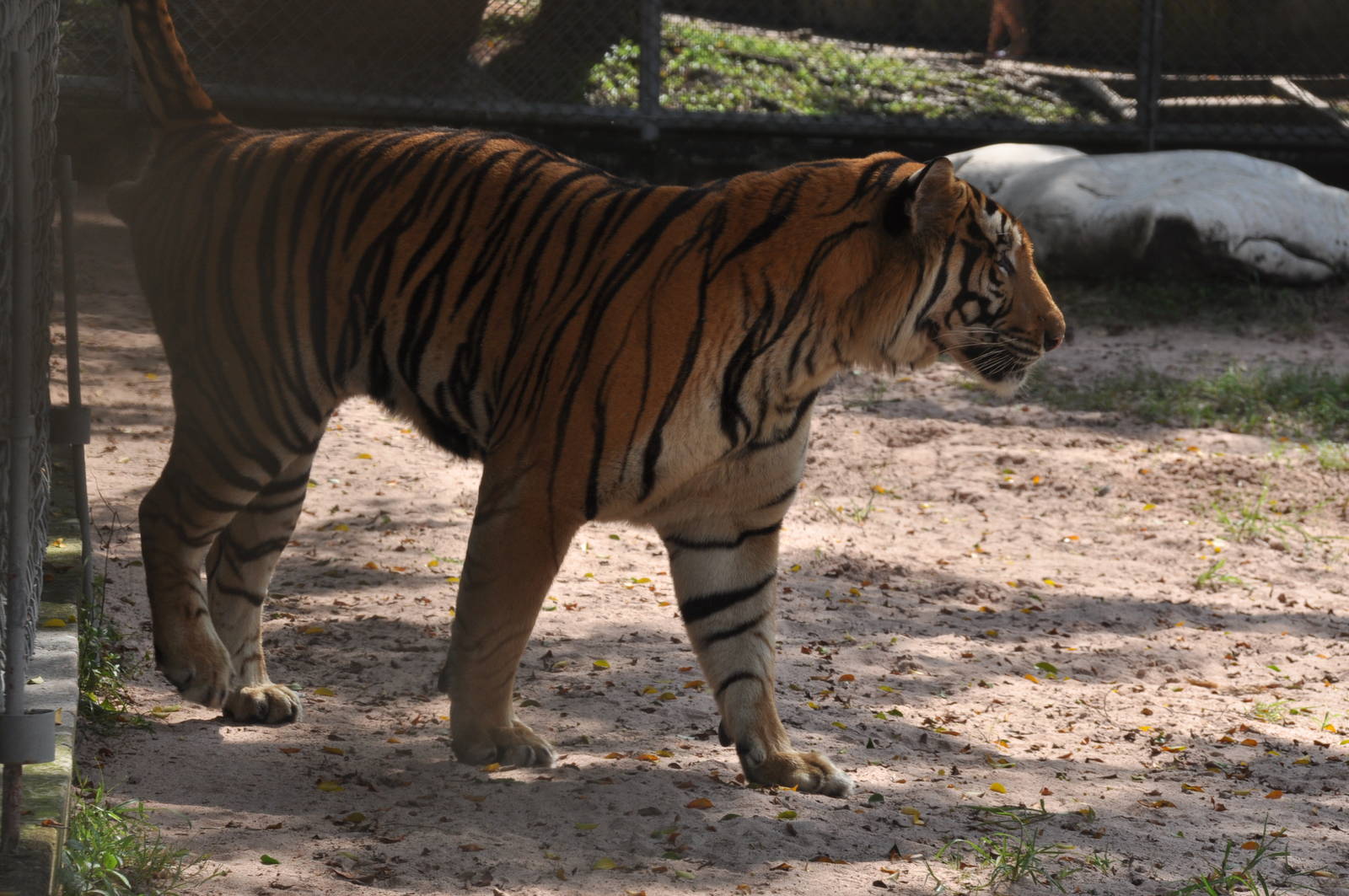 Tiger/ Panthera tigris