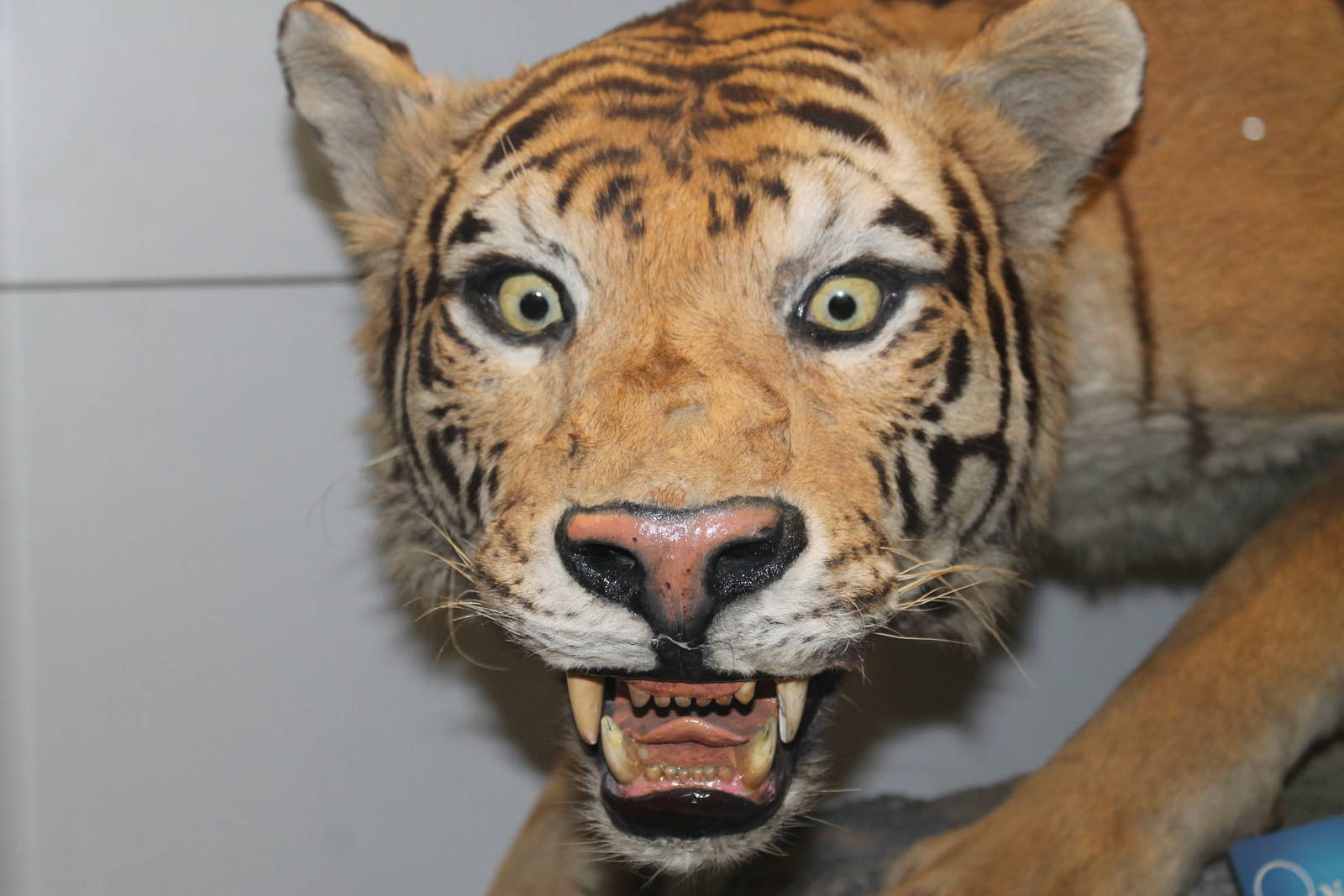 Tiger (Panthera tigris)