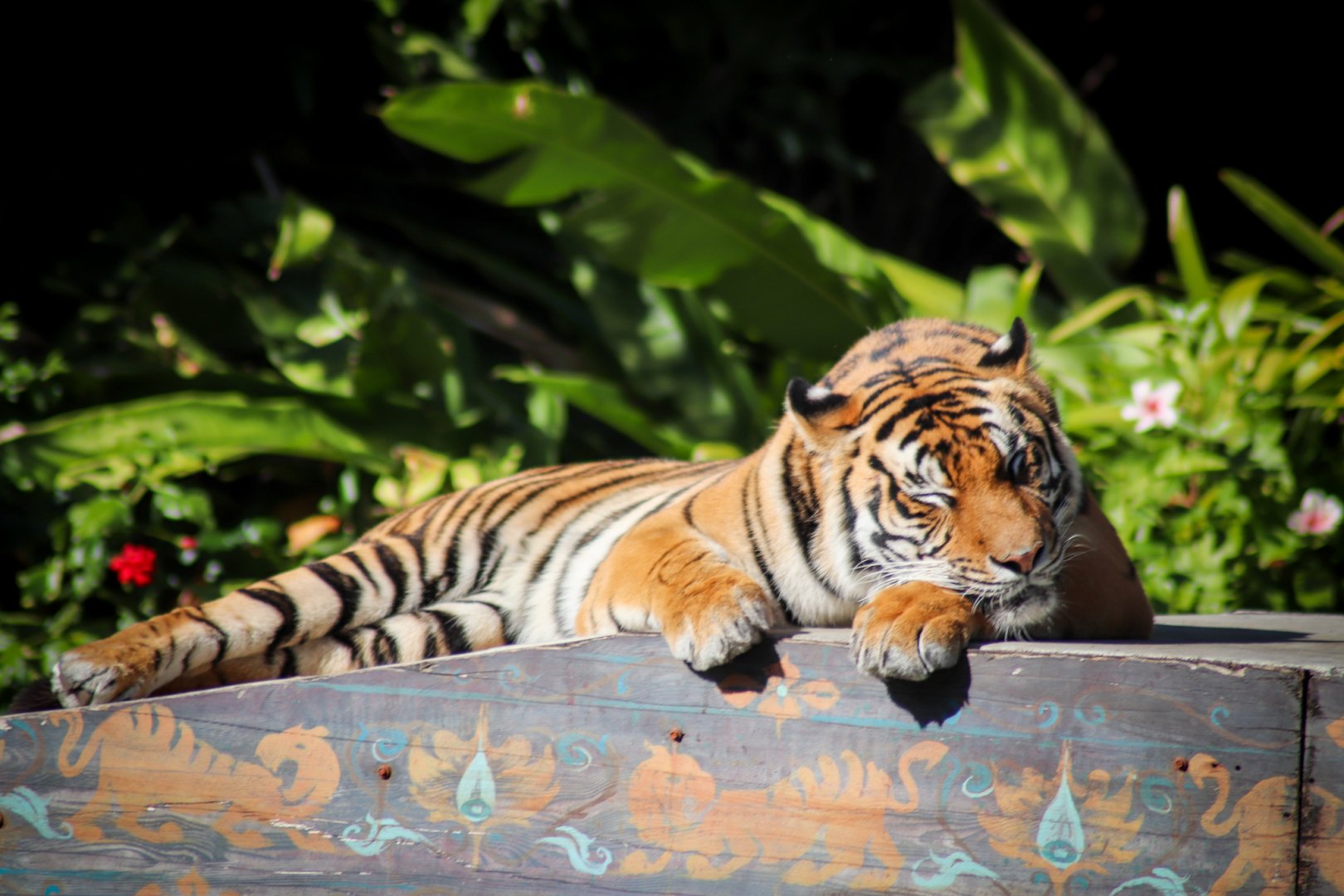 Tiger (Panthera tigris)