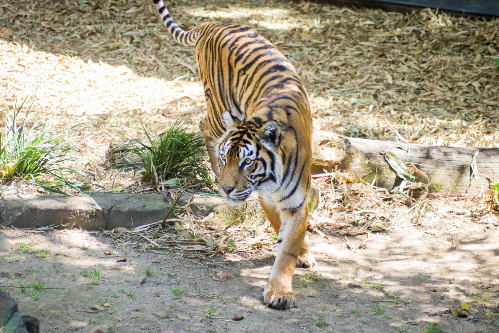 Tiger (Panthera tigris)