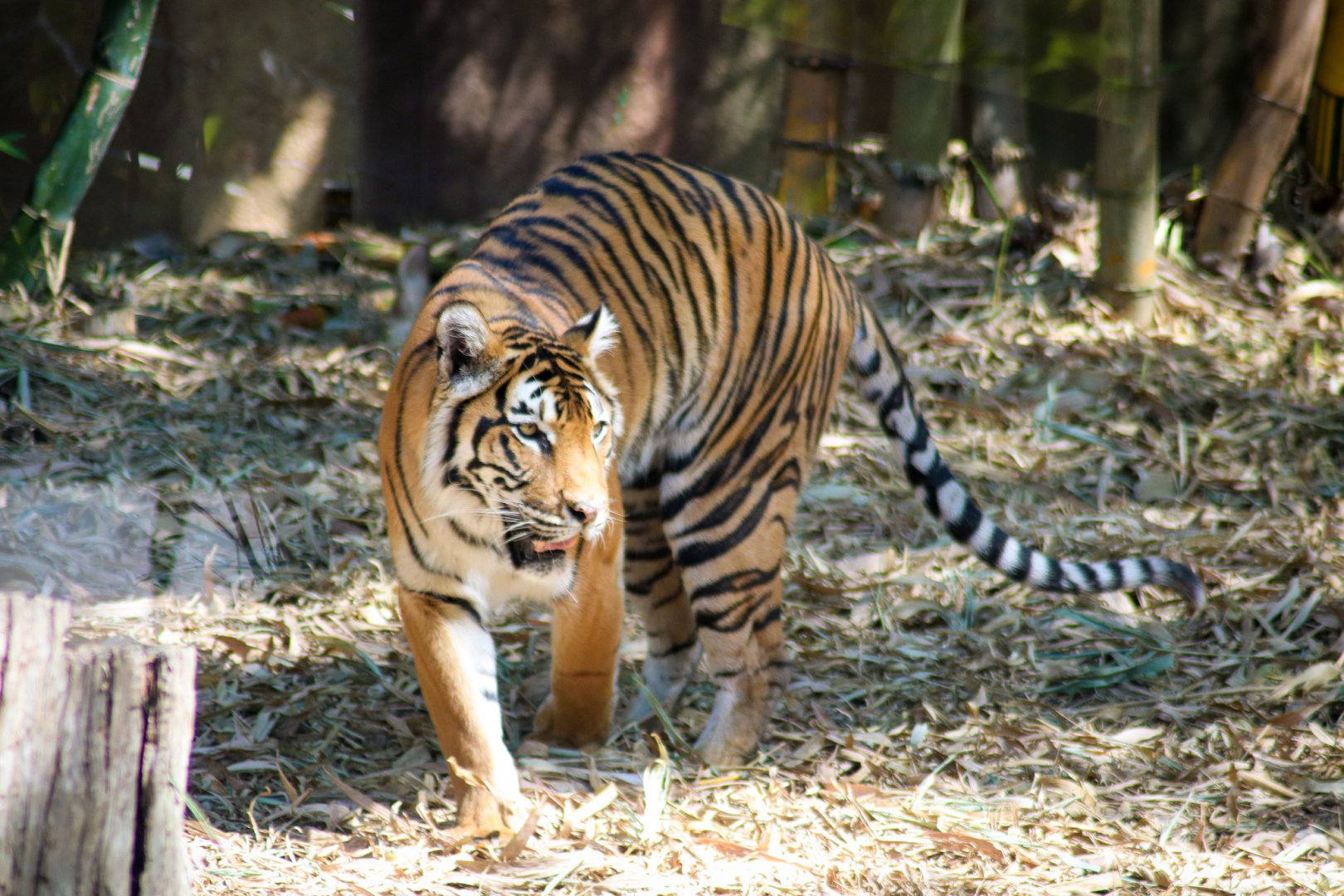 Tiger (Panthera tigris)