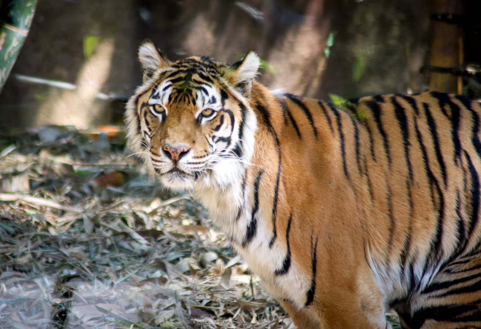 Tiger (Panthera tigris)