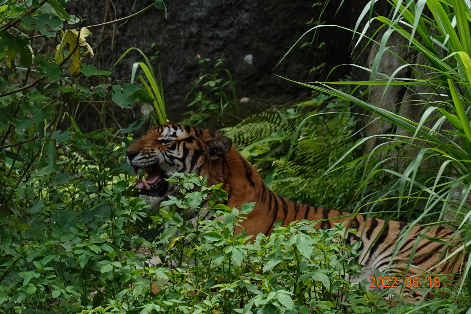 Tiger (Panthera tigris)