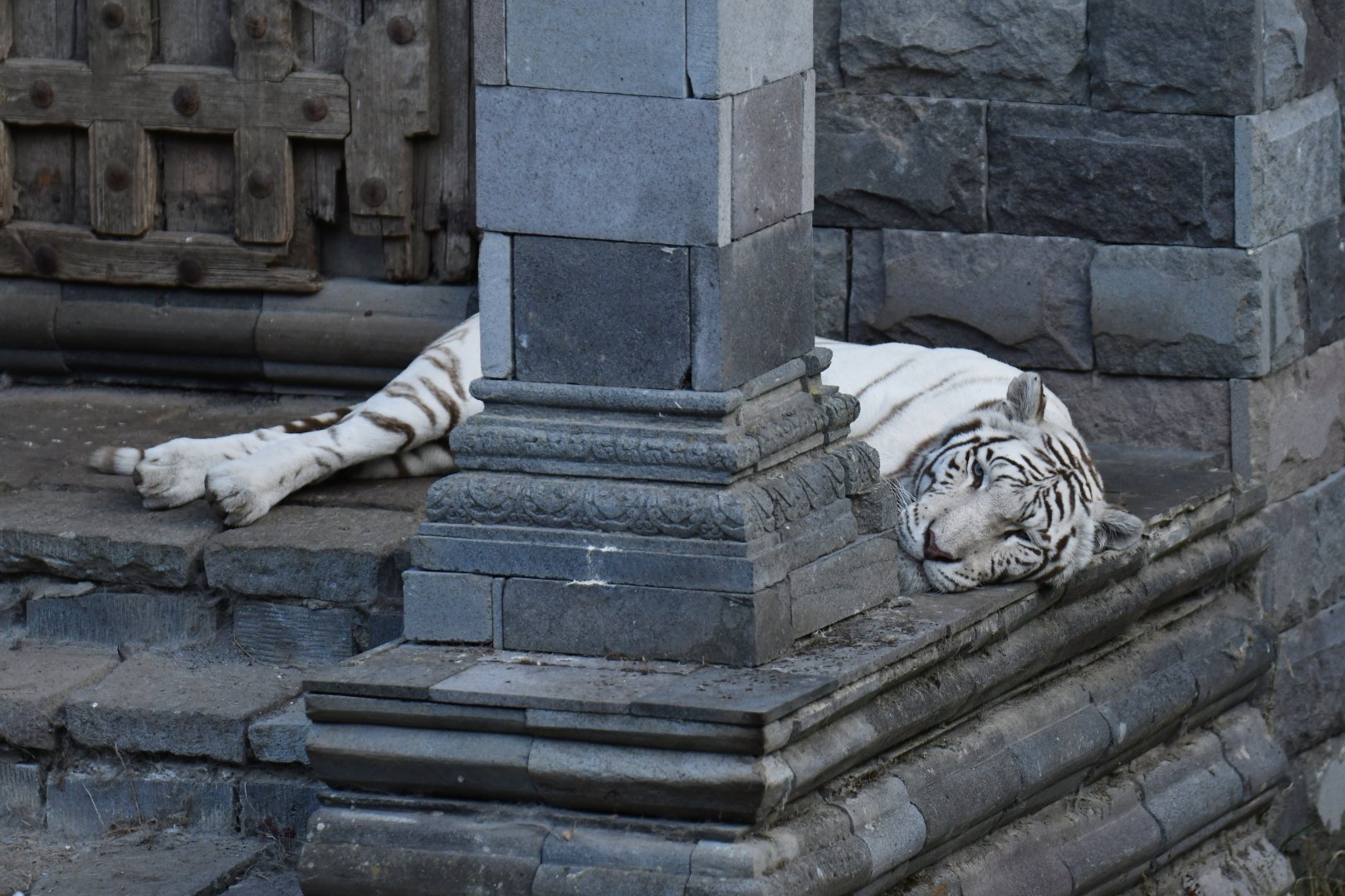 Tiger (Panthera tigris)