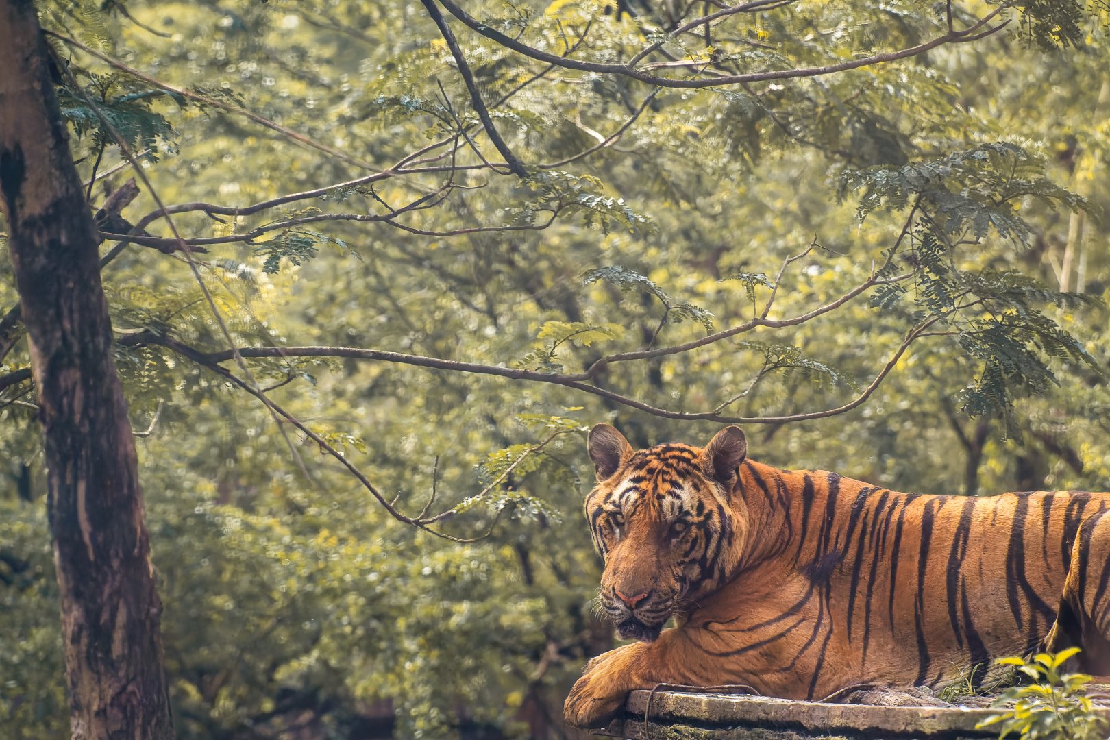 Tiger - Panthera tigris