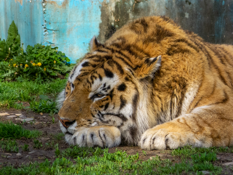 Tiger (Panthera tigris)