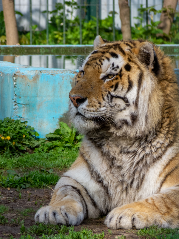 Tiger (Panthera tigris)