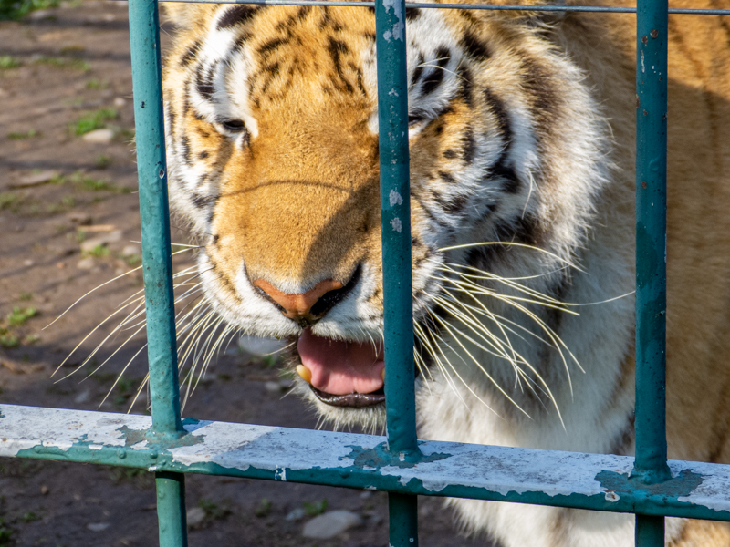 Tiger (Panthera tigris)