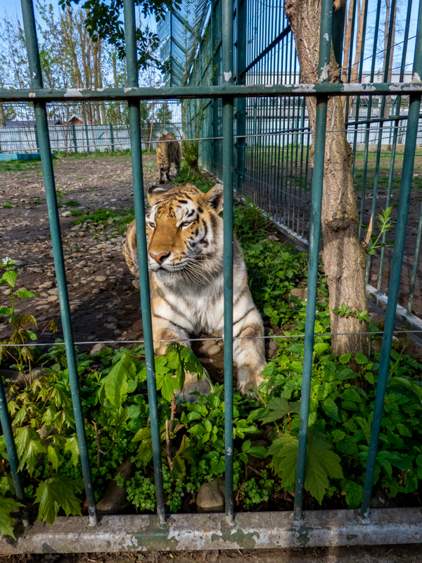 Tiger (Panthera tigris)
