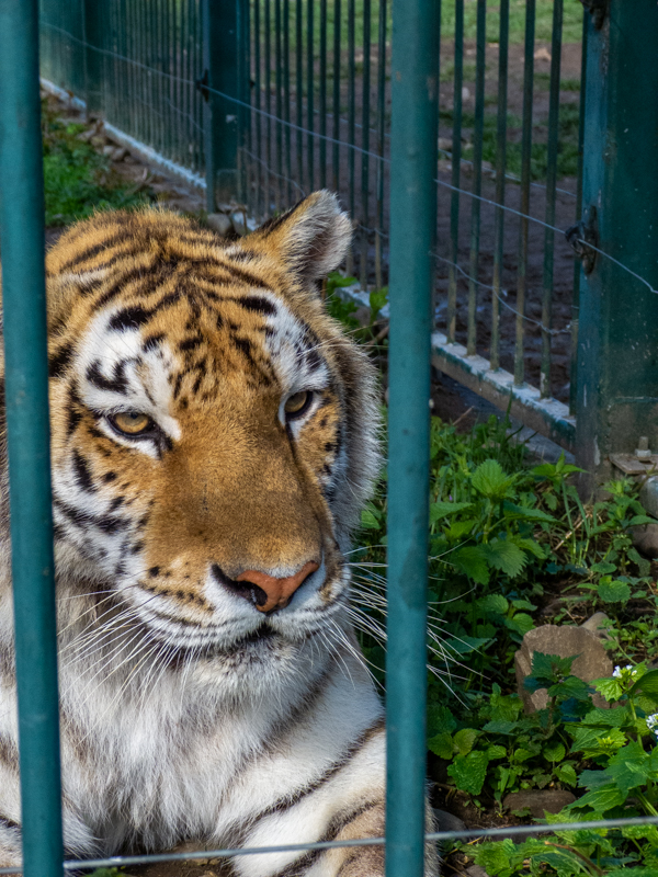 Tiger (Panthera tigris)
