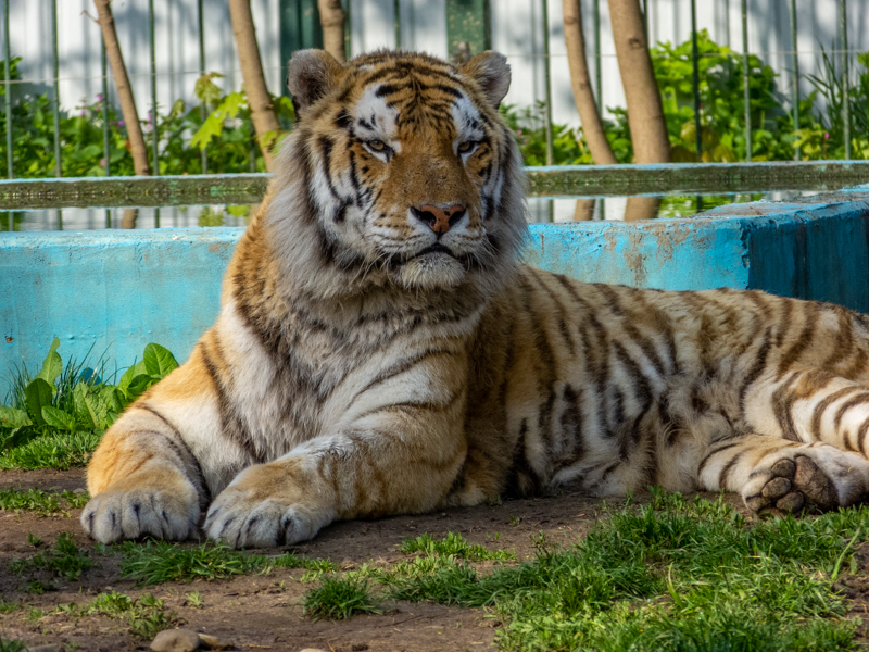 Tiger (Panthera tigris)