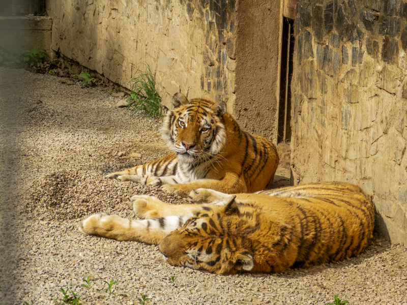 Tiger (Panthera tigris)