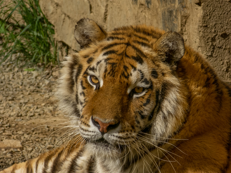 Tiger (Panthera tigris)
