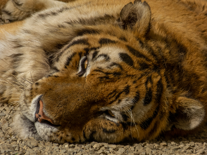 Tiger (Panthera tigris)