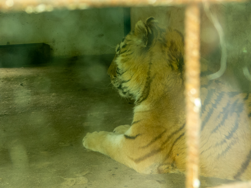 Tiger (Panthera tigris)