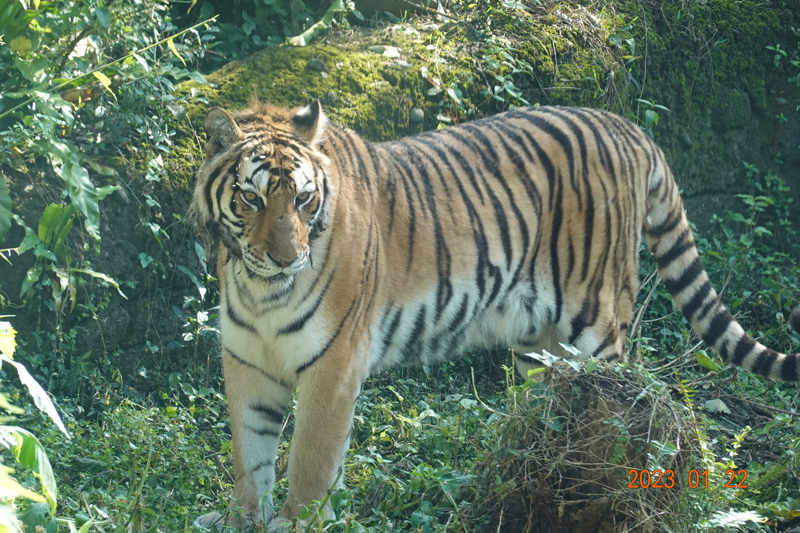 Tiger (Panthera tigris)